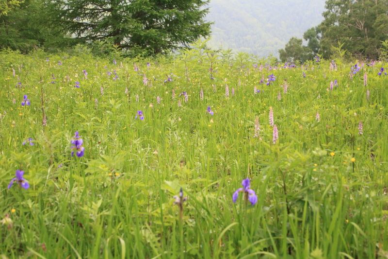 アヤメ、テガタチドリ、キンポウゲのお花畑