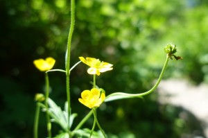 ミヤマキンポウゲ
