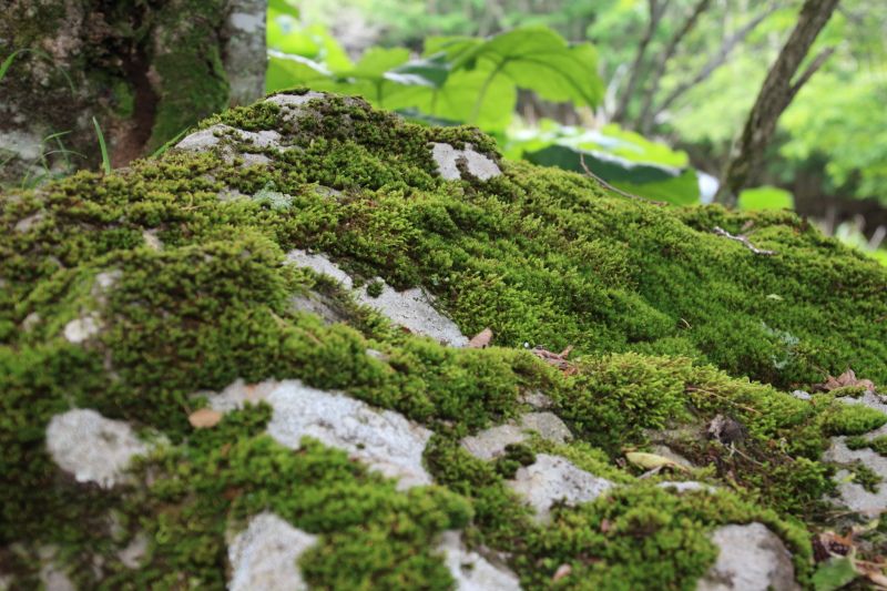 苔の岩