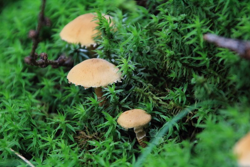 苔ときのこ