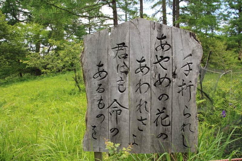 手折られしあやめの花のあわれさよ