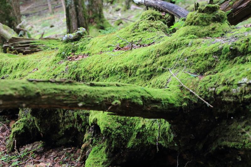 苔むす倒木