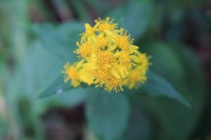 ミヤマアキノキリンソウ