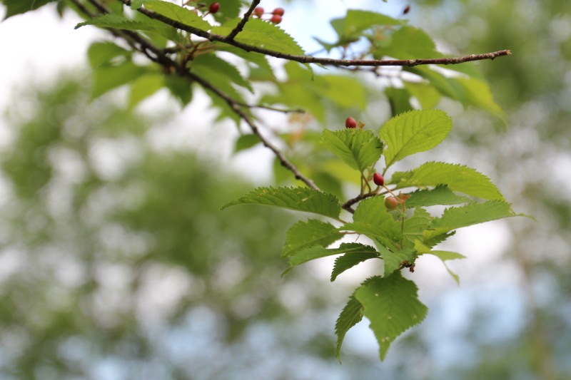 桜の実?