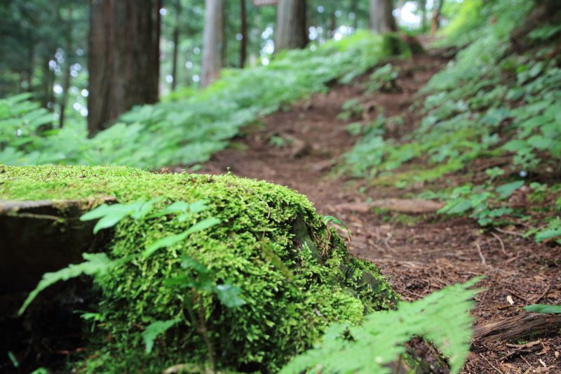 苔の切り株