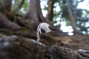 ギンリュウソウ