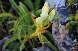 トウヤクリンドウの蕾
