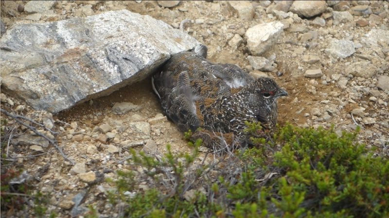 砂浴びをするライチョウさん