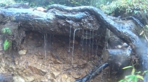 太郎坂を流れ出す雨水