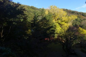 1426_益山寺のイチョウ