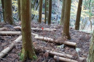 1006_テンナンショウの実
