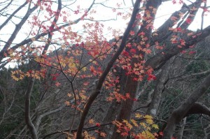 1038_紅葉