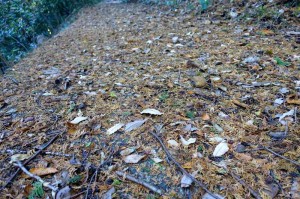 1409_登山道_秋の色が少し