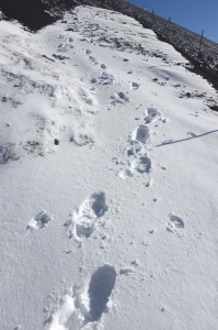 1214_宝永山への道3