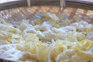 干し野菜生活_キャベツを干す