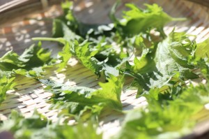 干し野菜生活_大葉を干す