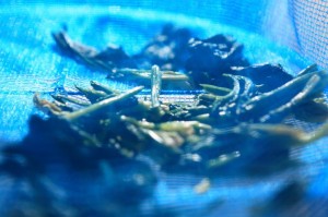干し野菜生活_ほうれん草を干す