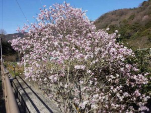 2016-03-22 14.25.24_ピンクの花