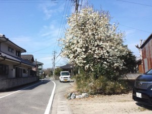 2016-03-23 10.31.20_白い花
