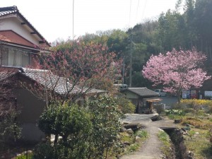 2016-03-24 09.47.48_藤井寺駐車場近く