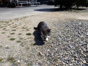 2016-03-26 11.25.05_常楽寺の猫