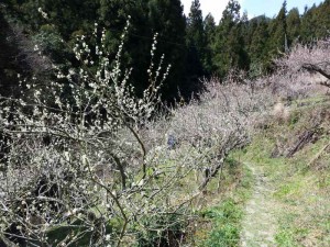 2016-03-25 12.05.27_梅