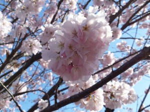 2016-03-26 08.16.16_桜アップ