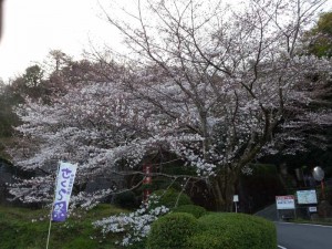 2016-03-26 07.37.00_神山森林公園さくら祭り