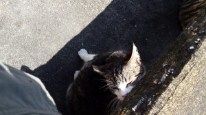 2016-03-26 11.21.05_常楽寺の猫