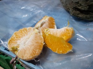 2016-03-25 11.54.54_紅はっさく