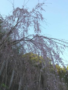 2016-03-26 07.28.50_枝垂れ桜