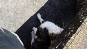 2016-03-26 11.21.04_常楽寺の猫