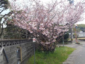 2016-03-27 12.35.18_遍路道沿いの桜
