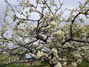 2016-03-27 15.11.43_白い桜