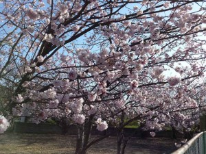 2016-03-26 08.16.02_桜