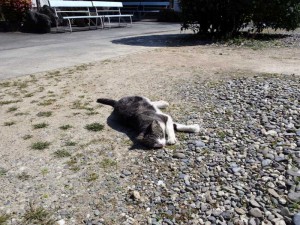 2016-03-26 11.24.58_常楽寺の猫