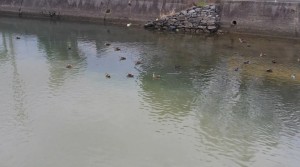 2016-03-27 14.02.42_立江川のカモ