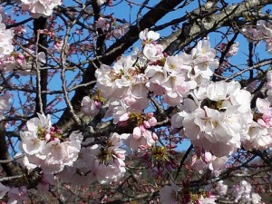 2016-03-26 08.17.03_桜アップ