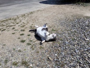 2016-03-26 11.24.52_常楽寺の猫