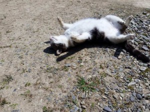 2016-03-26 11.24.35_常楽寺の猫