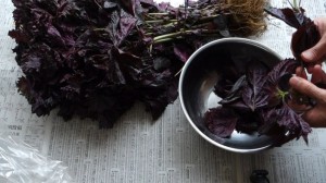 自家製梅干し(2)赤紫蘇漬け_工程1赤紫蘇の葉を摘む