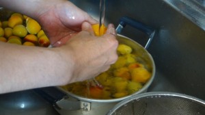 自家製梅干し(1)梅の漬け込み_工程2流水で洗う