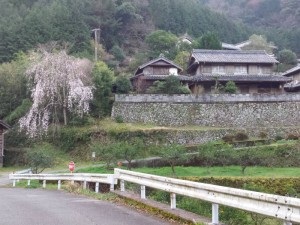 2016-03-29 06.08.15_枝垂れ桜