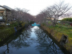 2016-03-28 07.01.19-1_川沿いの桜